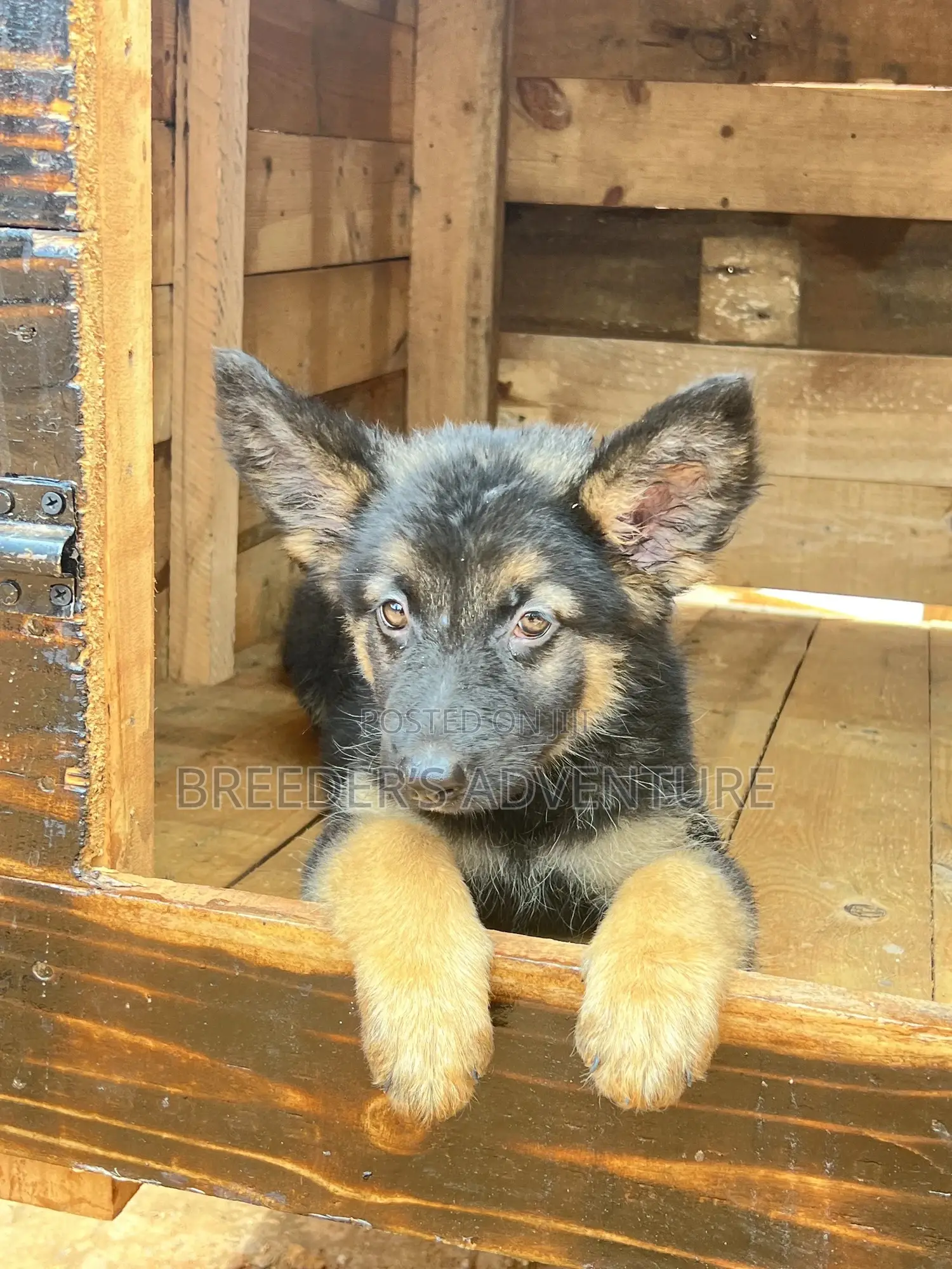 1-3 months Male Purebred German Shepherd