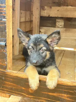 1-3 months Male Purebred German Shepherd