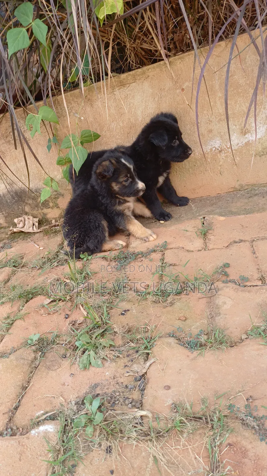 0-1 month Male Purebred German Shepherd