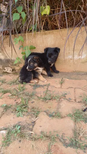 1-3 months Female Purebred German Shepherd