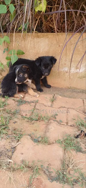 0-1 month Male Purebred German Shepherd