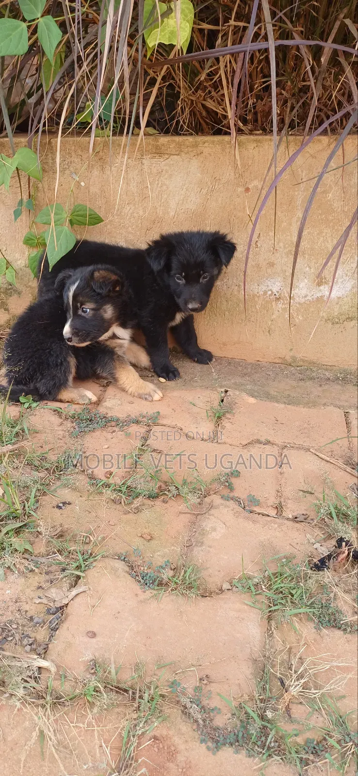 0-1 month Male Purebred German Shepherd