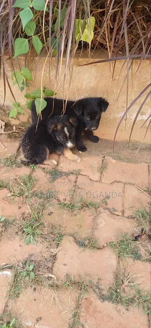 3-6 months Male Purebred German Shepherd