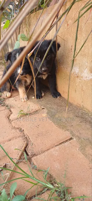 3-6 months Male Purebred German Shepherd