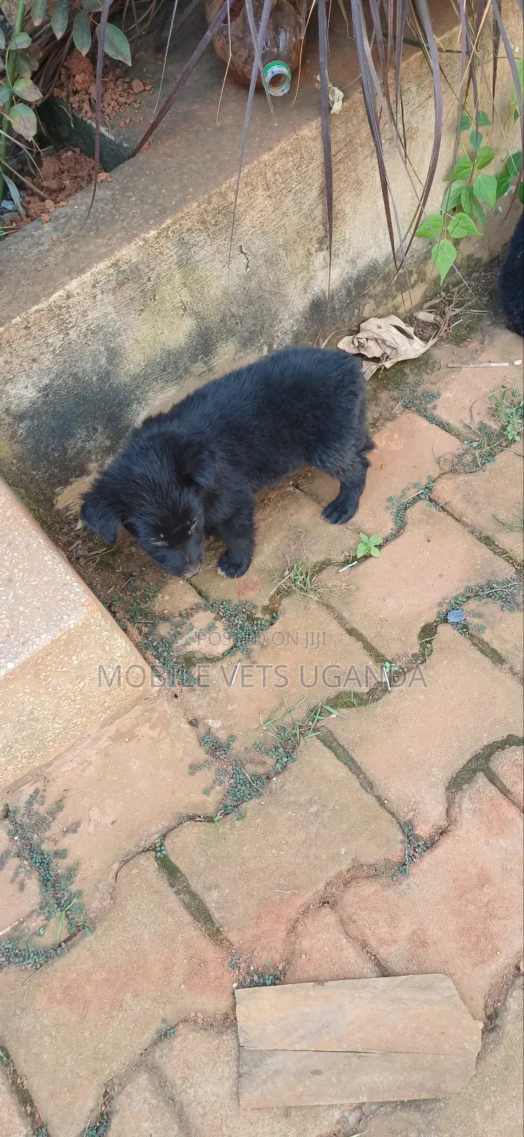 0-1 month Male Purebred German Shepherd