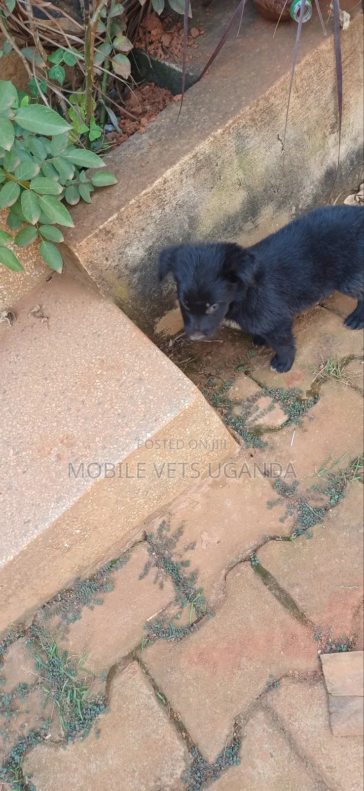 1-3 months Male Purebred German Shepherd