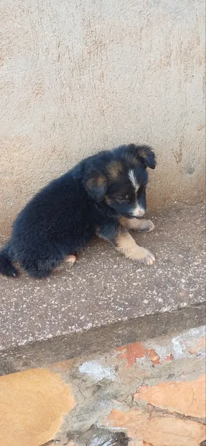 1-3 months Male Purebred German Shepherd
