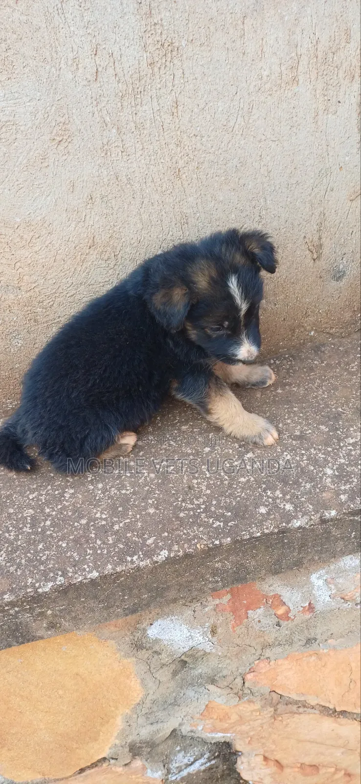 0-1 month Female Purebred German Shepherd