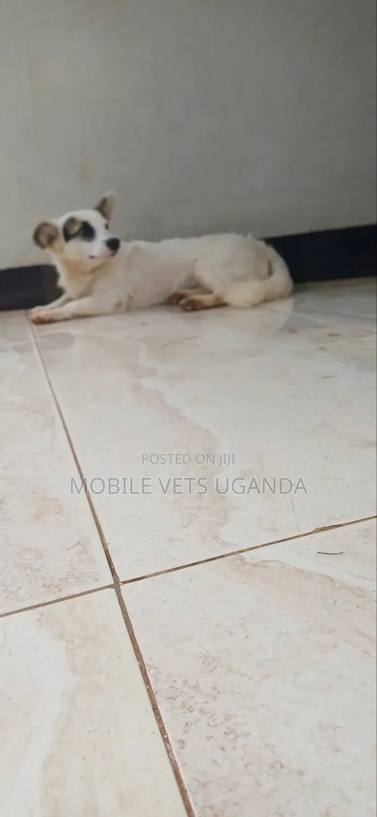 3-6 months Female Purebred Japanese Chin