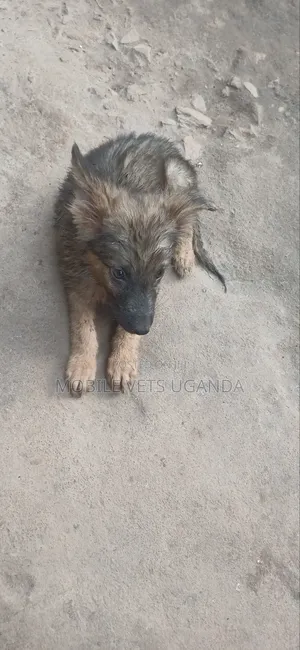 1-3 months Male Purebred German Shepherd
