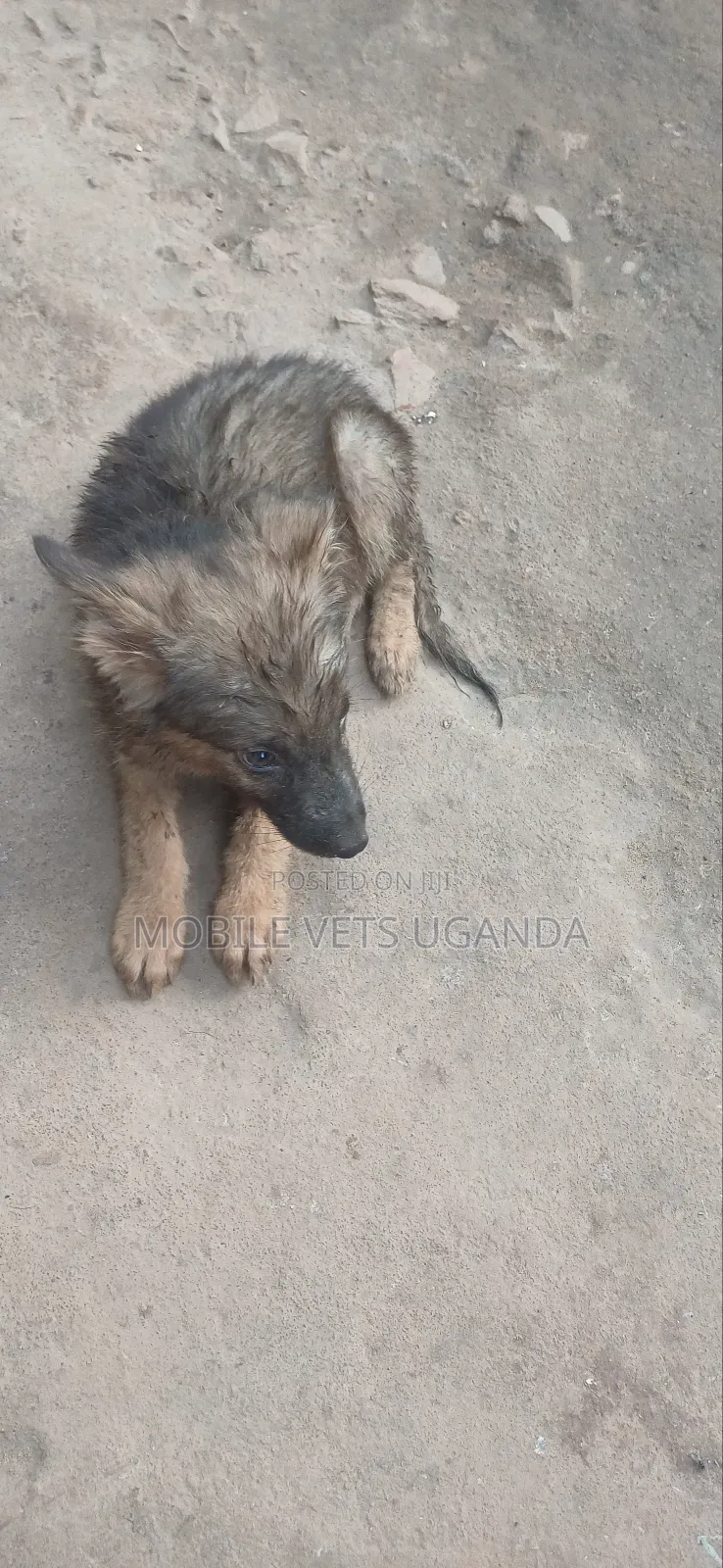 0-1 month Female Purebred German Shepherd