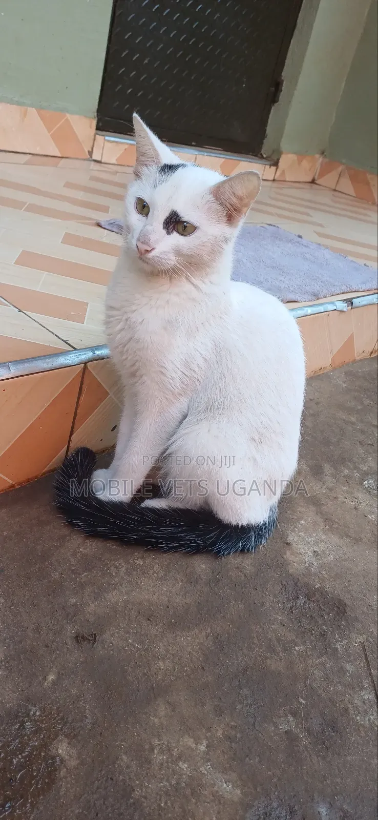 1-3 months Male Purebred American Bobtail
