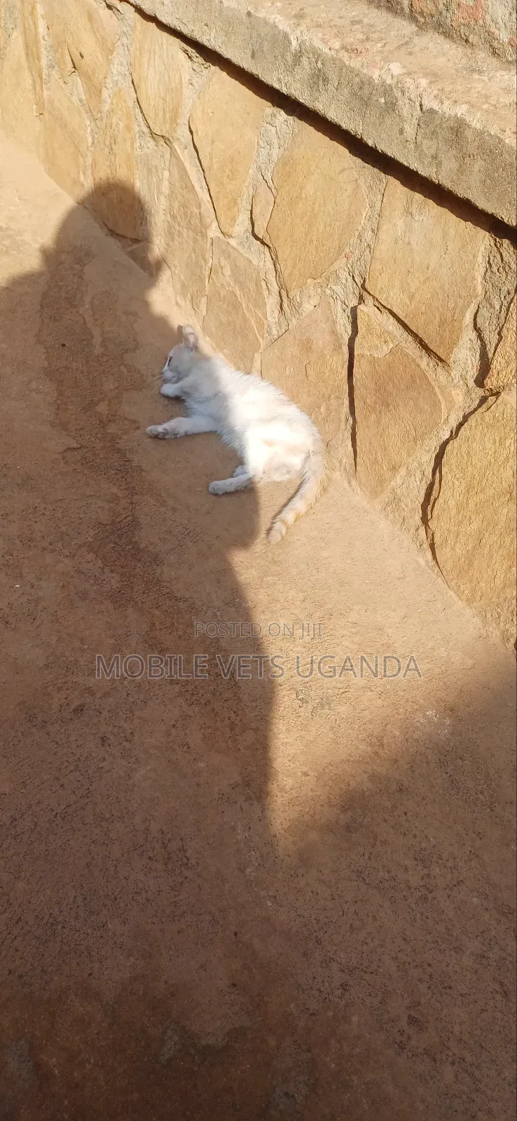 0-1 month Male Purebred Balinese