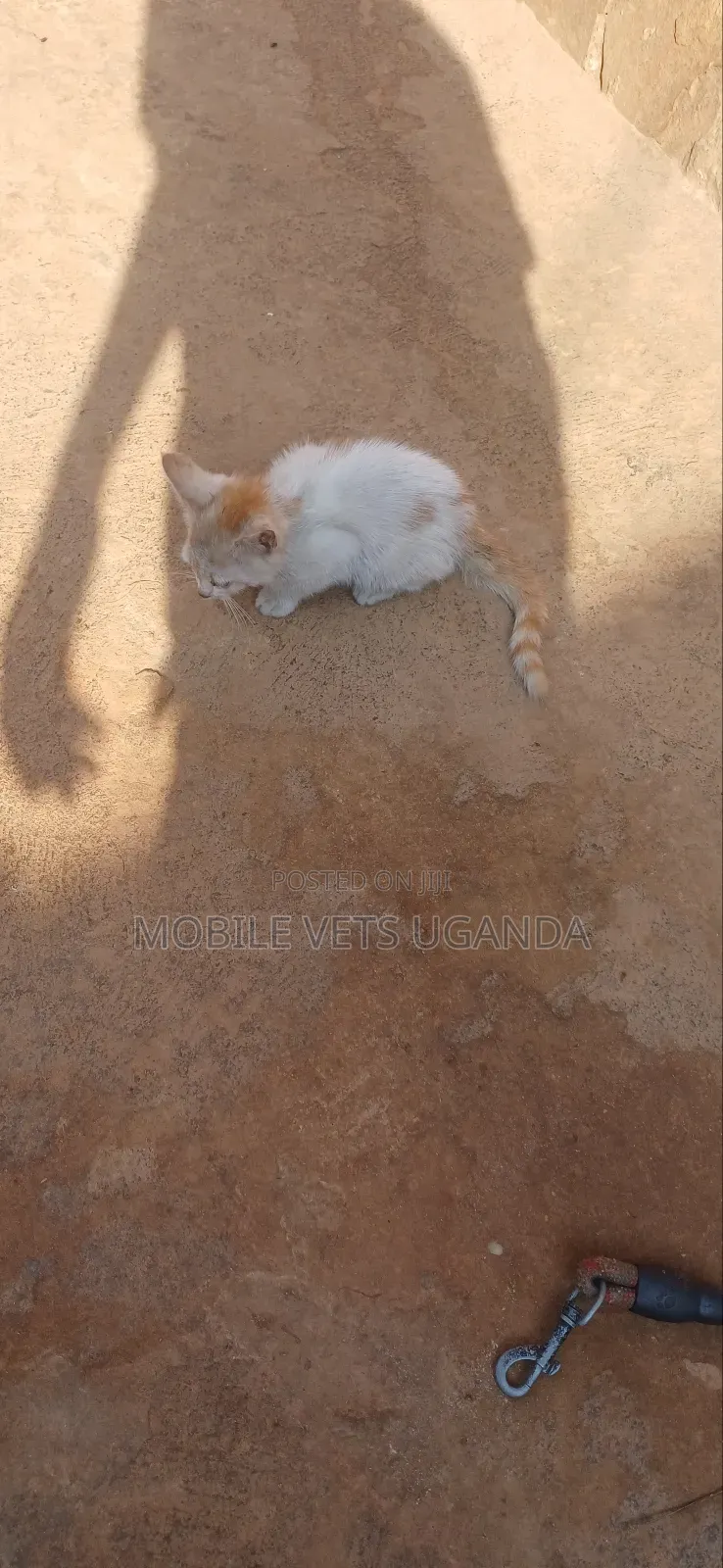 1-3 months Male Purebred American Wirehair