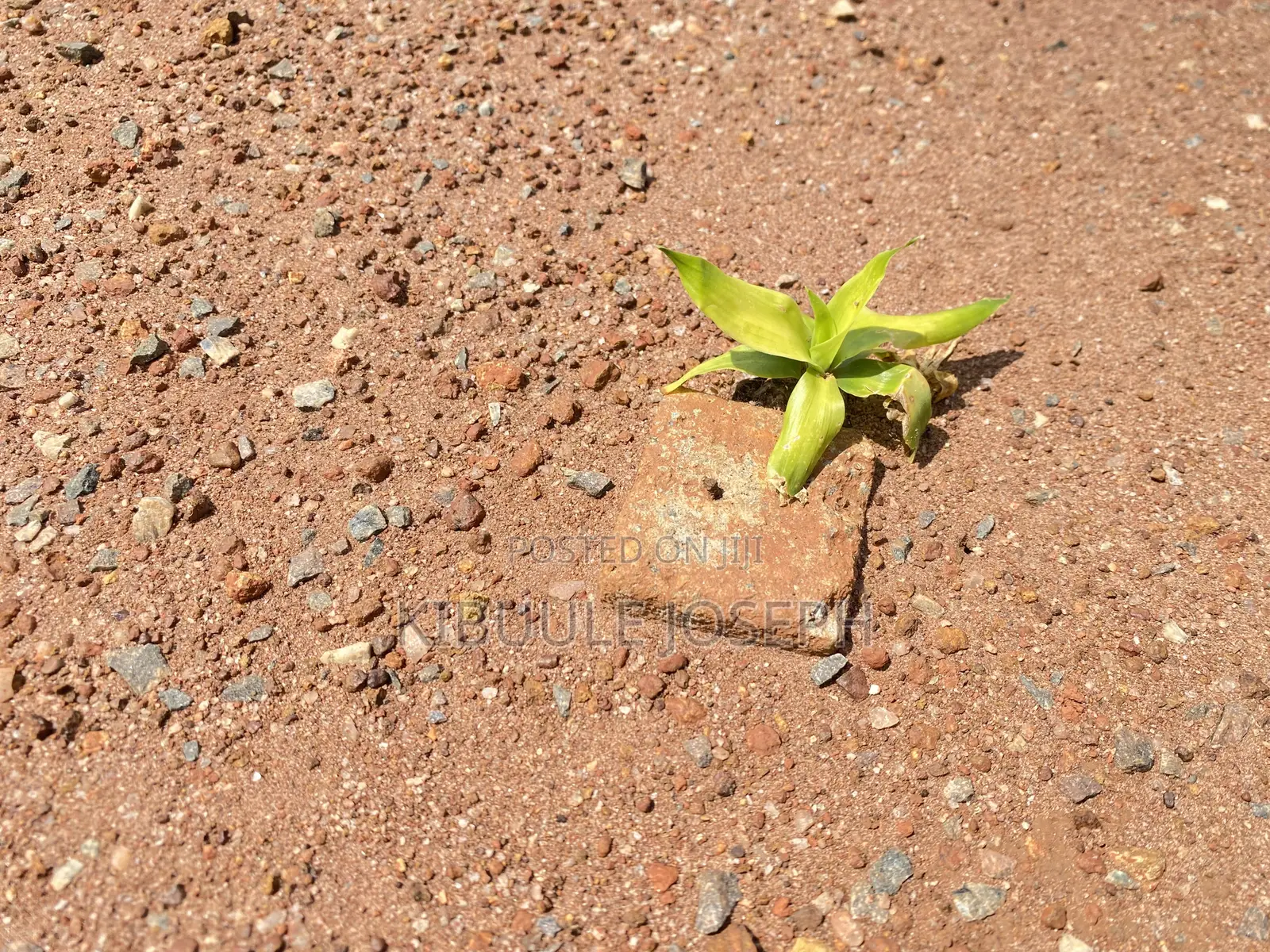 Titled Commercial Plots for Sale in Bukwiri Town - Kyankwanzi