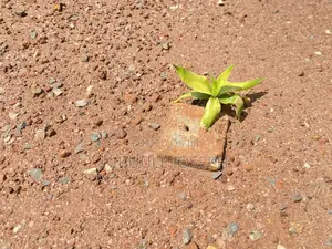 Titled Commercial Plots for Sale in Bukwiri Town - Kyankwanzi