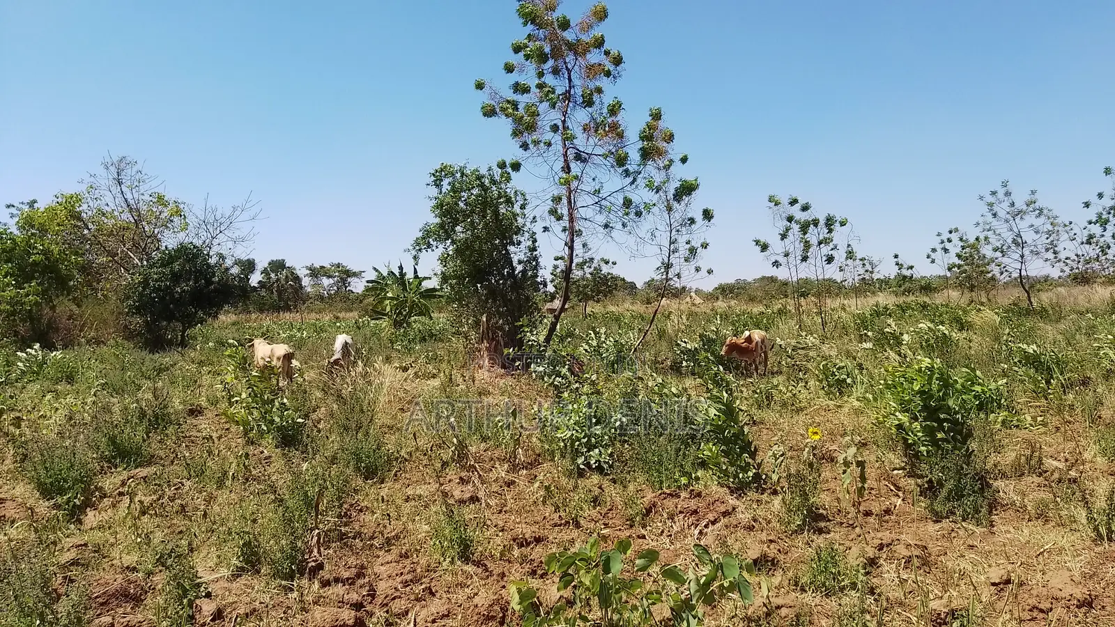 Land for Sale