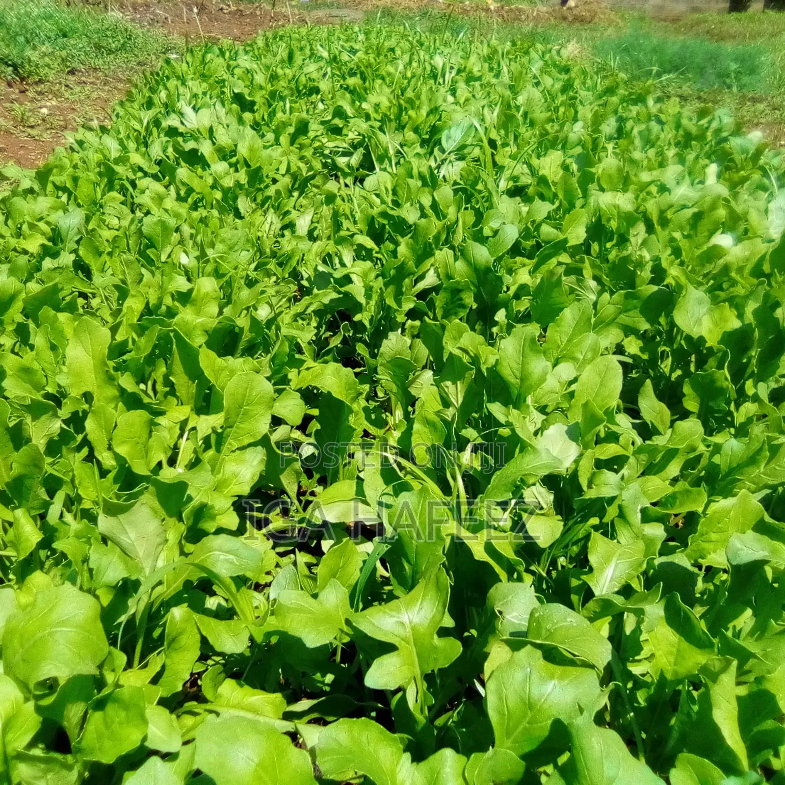 Arugula Leaves (Rocket)