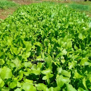 Arugula Leaves (Rocket)