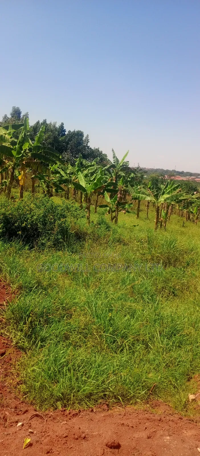 50*100 Plots of Land in Jinja Misindye Namugongo