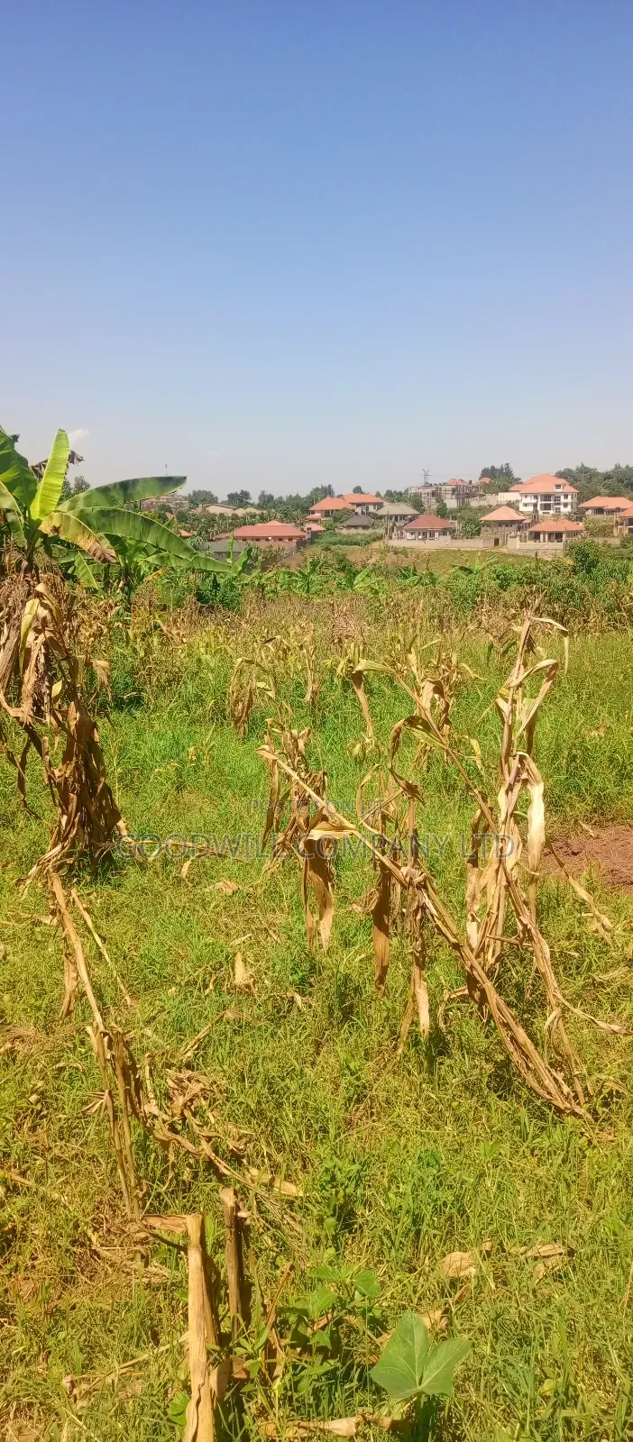 100*100 Plot of Land in Jinja Misindye Namugongo