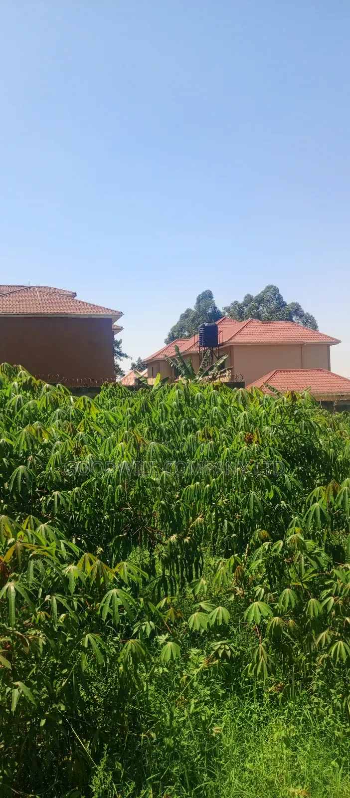 100*100 Plot of Land in Jinja Misindye Namugongo