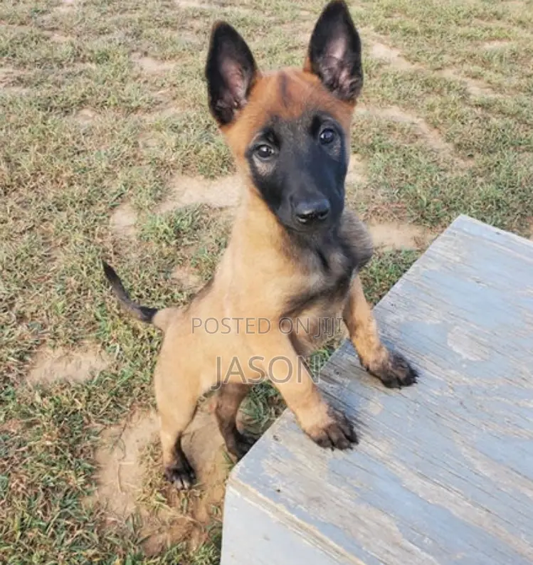 3-6 months Female Purebred Belgian Malinois