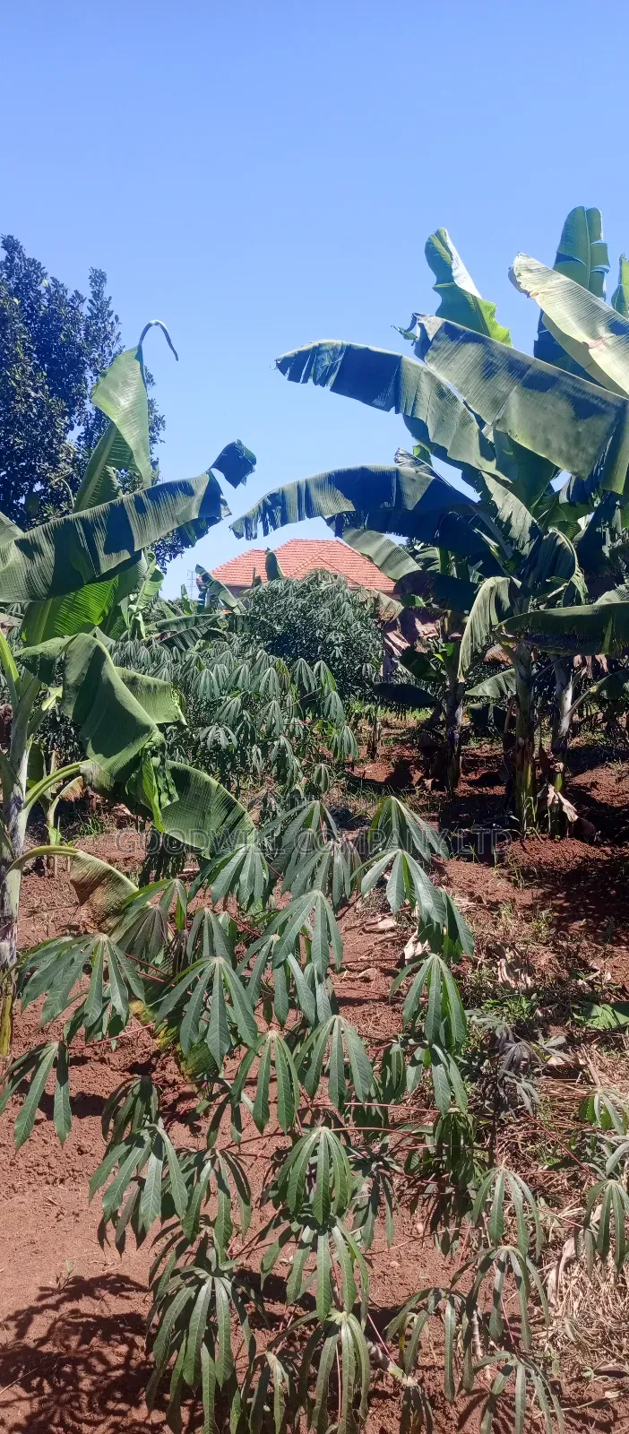25 Decimals Plot of Land in Namugongo Jinja Misindye