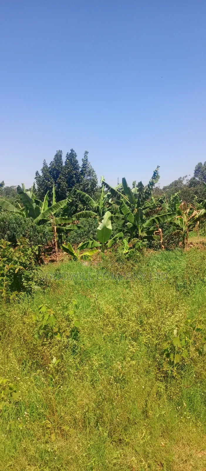 25 Decimals Plot of Land in Namugongo Jinja Misindye