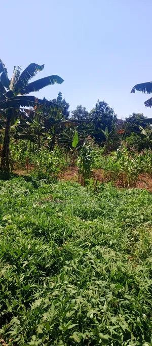 50 Decimals/ Half Acre of Land in Jinja Misindye Namugongo