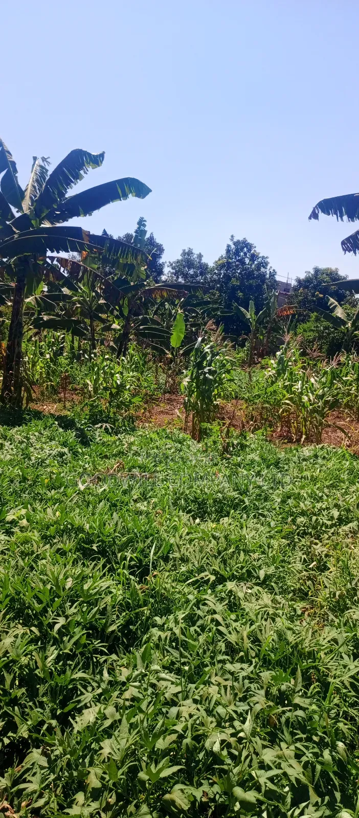 50 Decimals/ Half Acre of Land in Jinja Misindye Namugongo