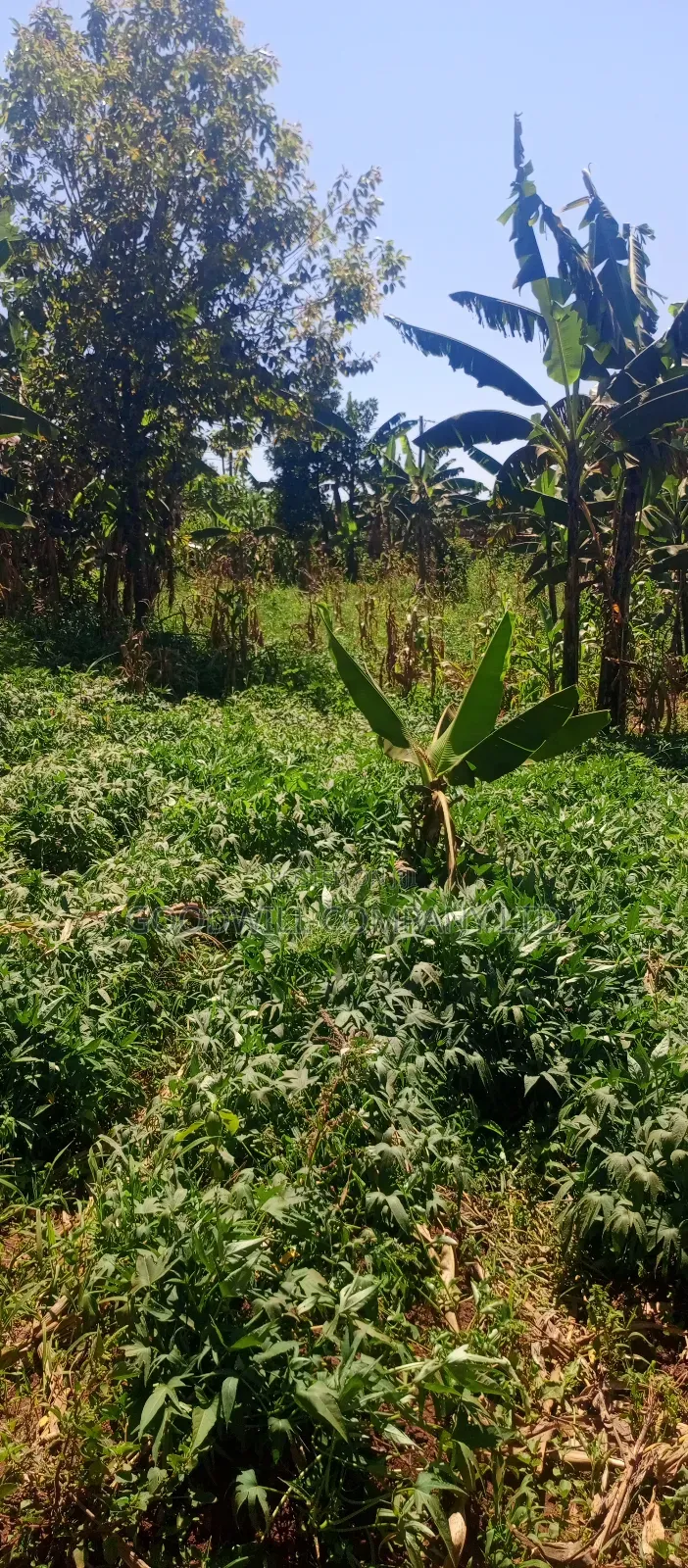 50 Decimals/ Half Acre of Land in Jinja Misindye Namugongo