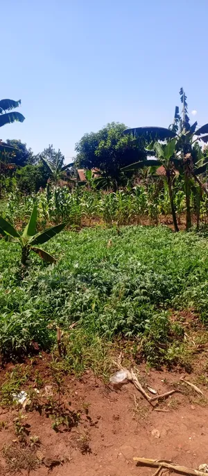50 Decimals/ Half Acre of Land in Jinja Misindye Namugongo