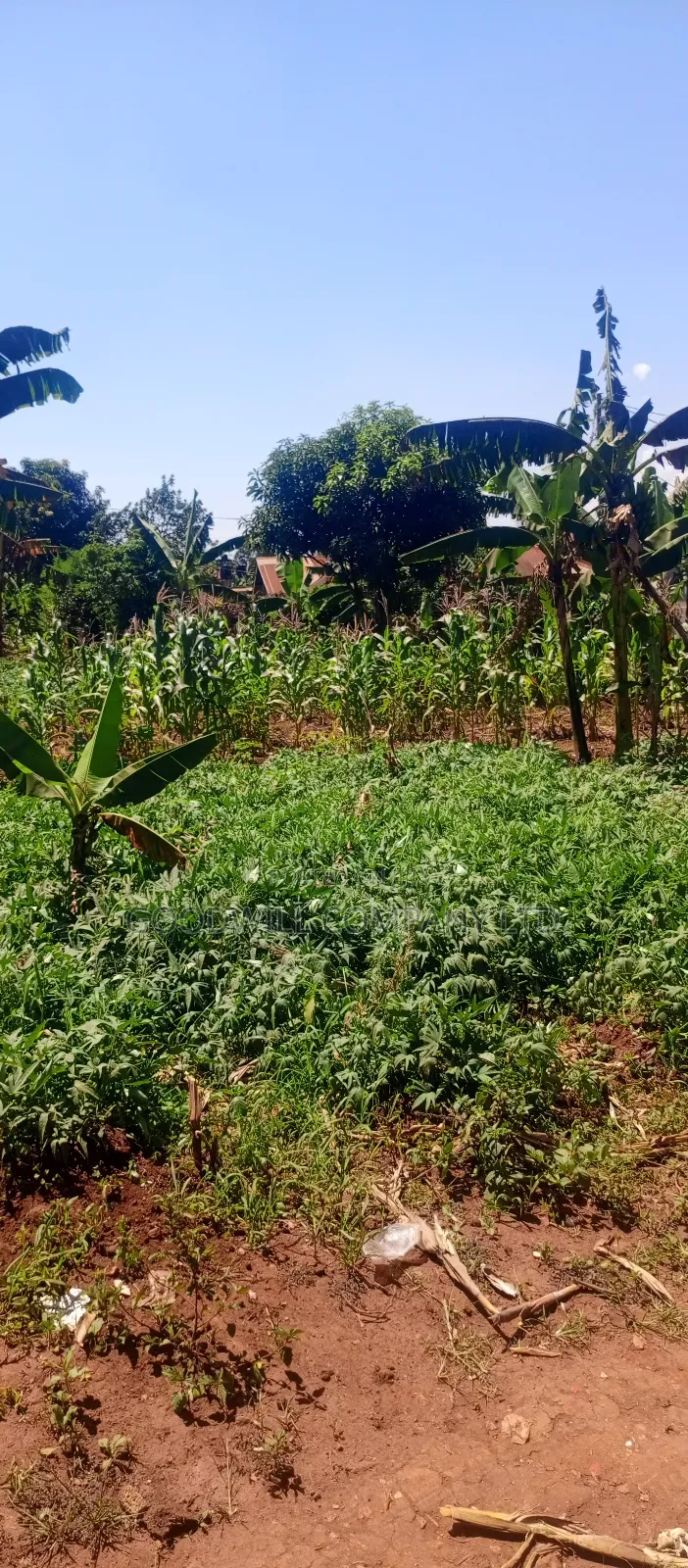 50 Decimals/ Half Acre of Land in Jinja Misindye Namugongo