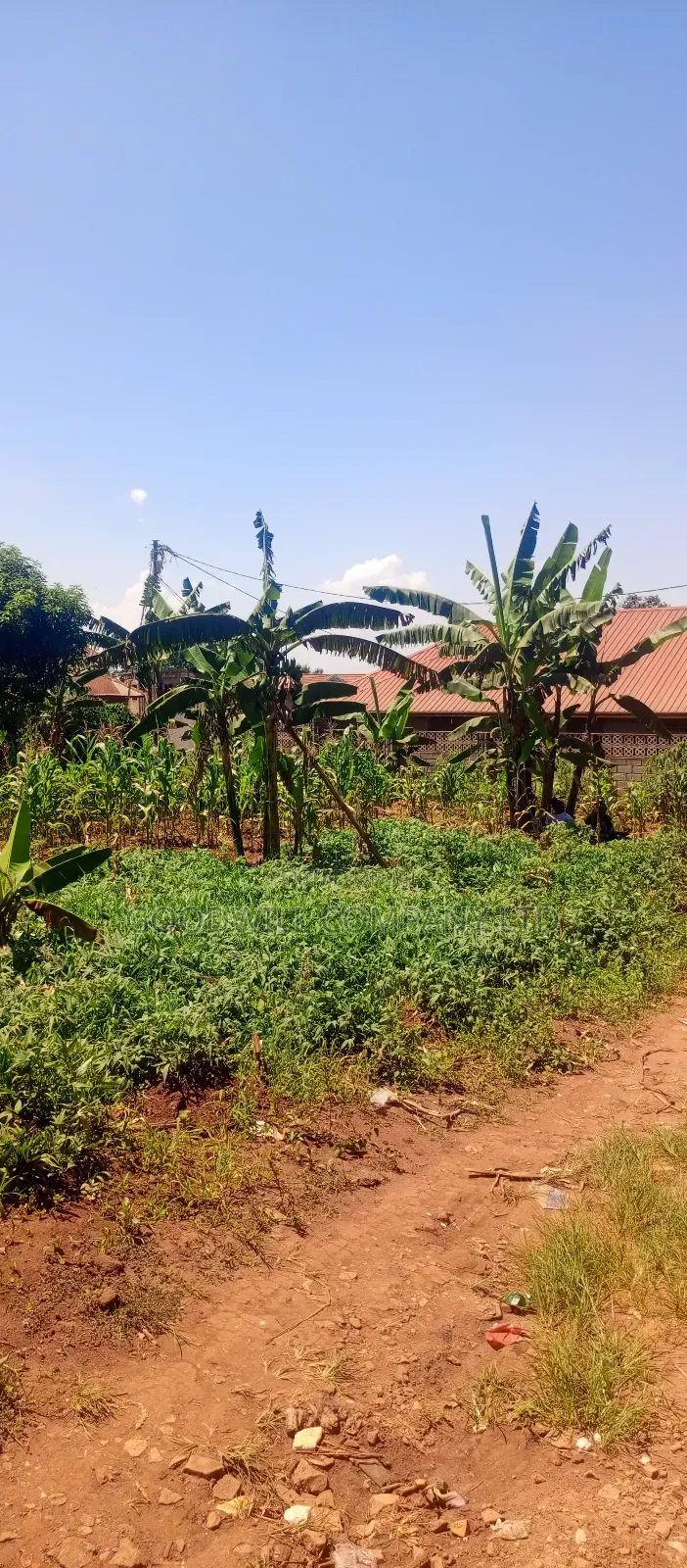 50 Decimals/ Half Acre of Land in Jinja Misindye Namugongo
