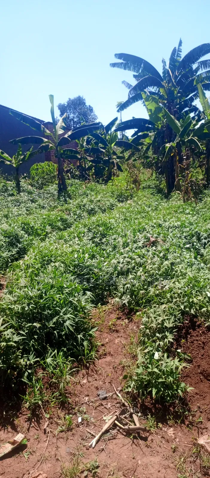 50 Decimals/ Half Acre of Land in Jinja Misindye Namugongo