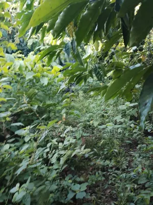 4.5 Acres of Land for Sale at 60m Ugx Per Acre in Nyenga Buikwe