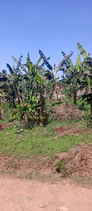 100*100 Plot of Land in Sonde After Namugongo