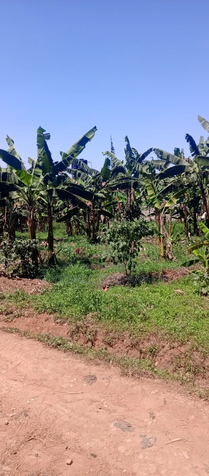 100*100 Plot of Land in Sonde After Namugongo