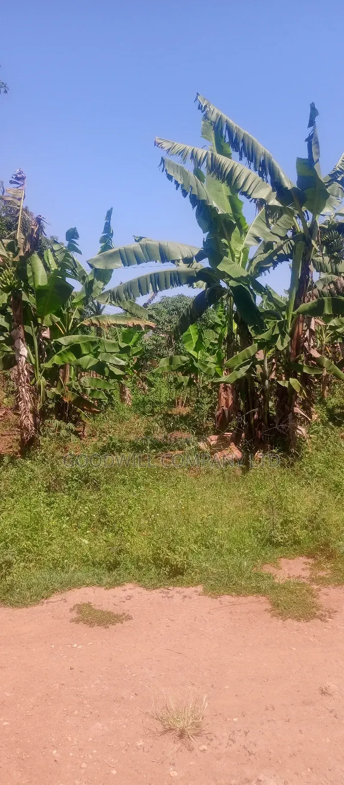 50*100 Plot of Land in Kabubu Gayaza