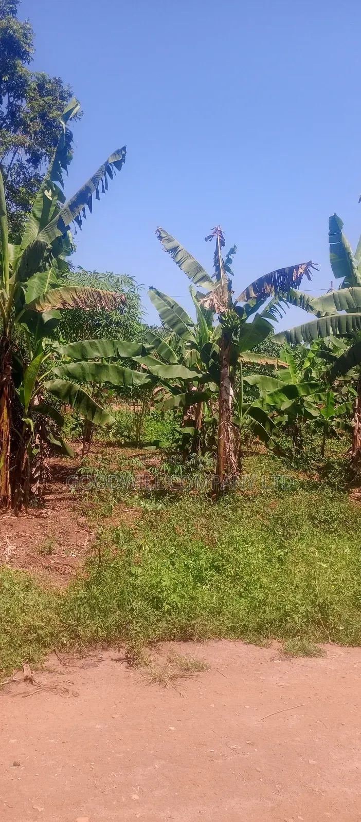 50*100 Plot of Land in Kabubu Gayaza
