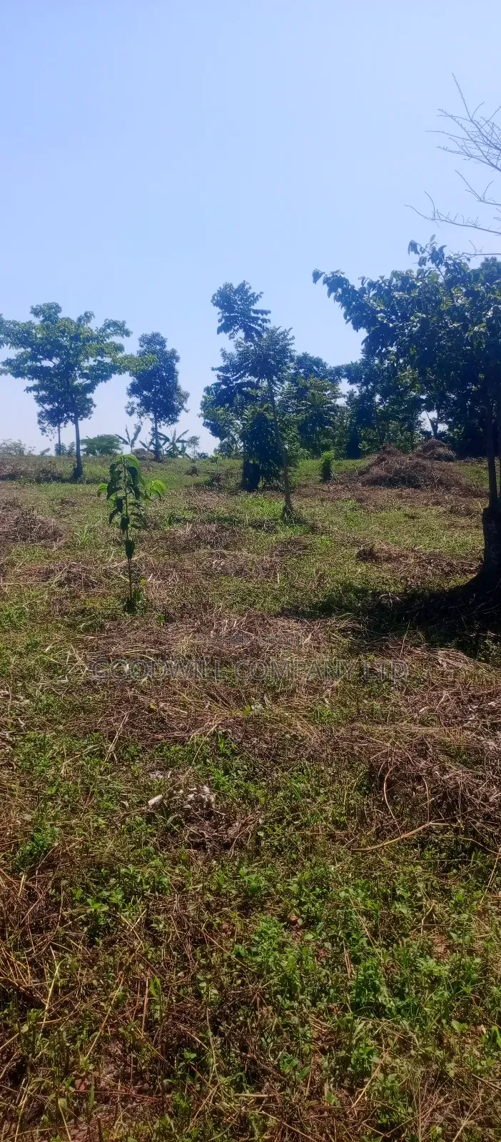 50*100 Kabaka 3plots in Kyabakade