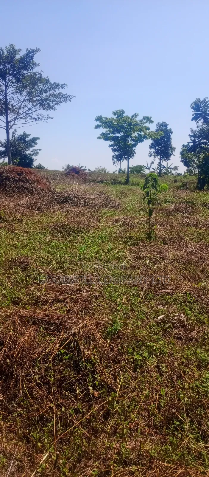 50*100 Kabaka 3plots in Kyabakade