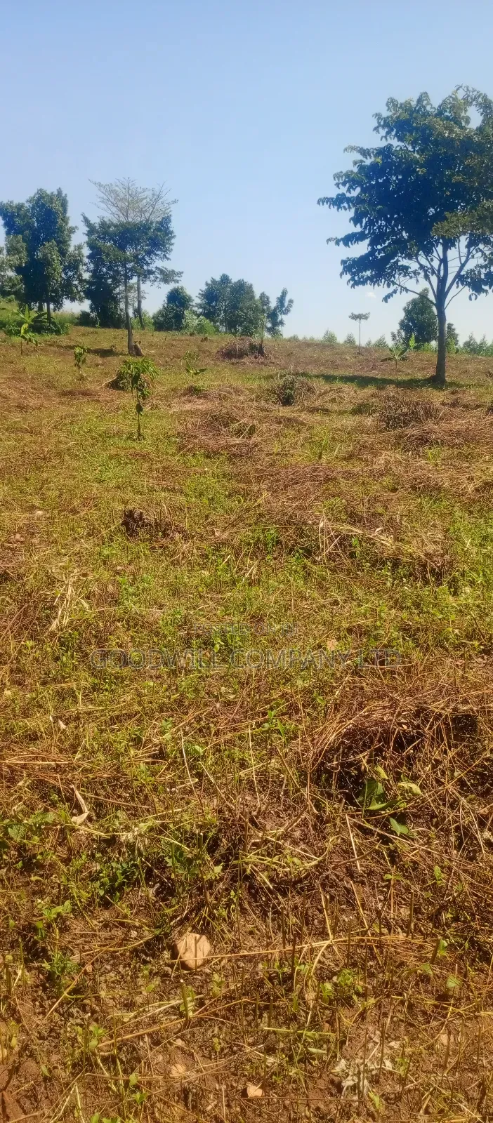 50*100 Kabaka 3plots in Kyabakade