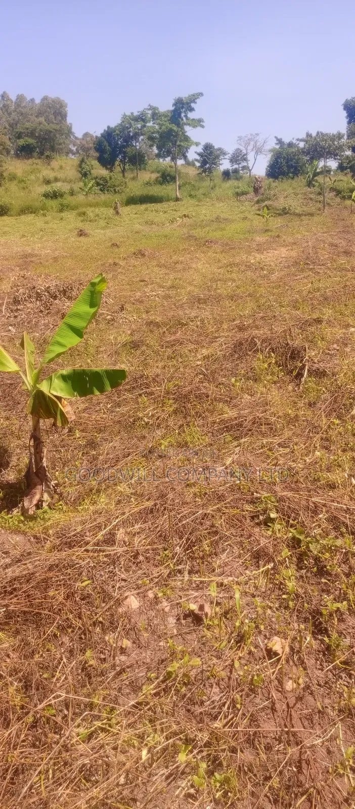 50*100 Kabaka 3plots in Kyabakade