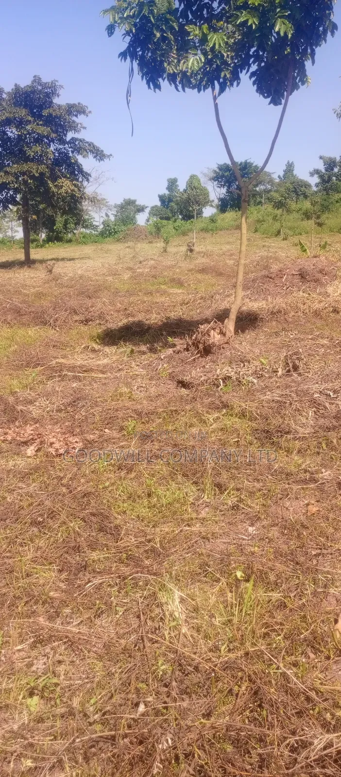 50*100 Kabaka 3plots in Kyabakade