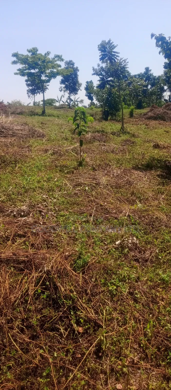 50*100 Kabaka 3plots in Kyabakade