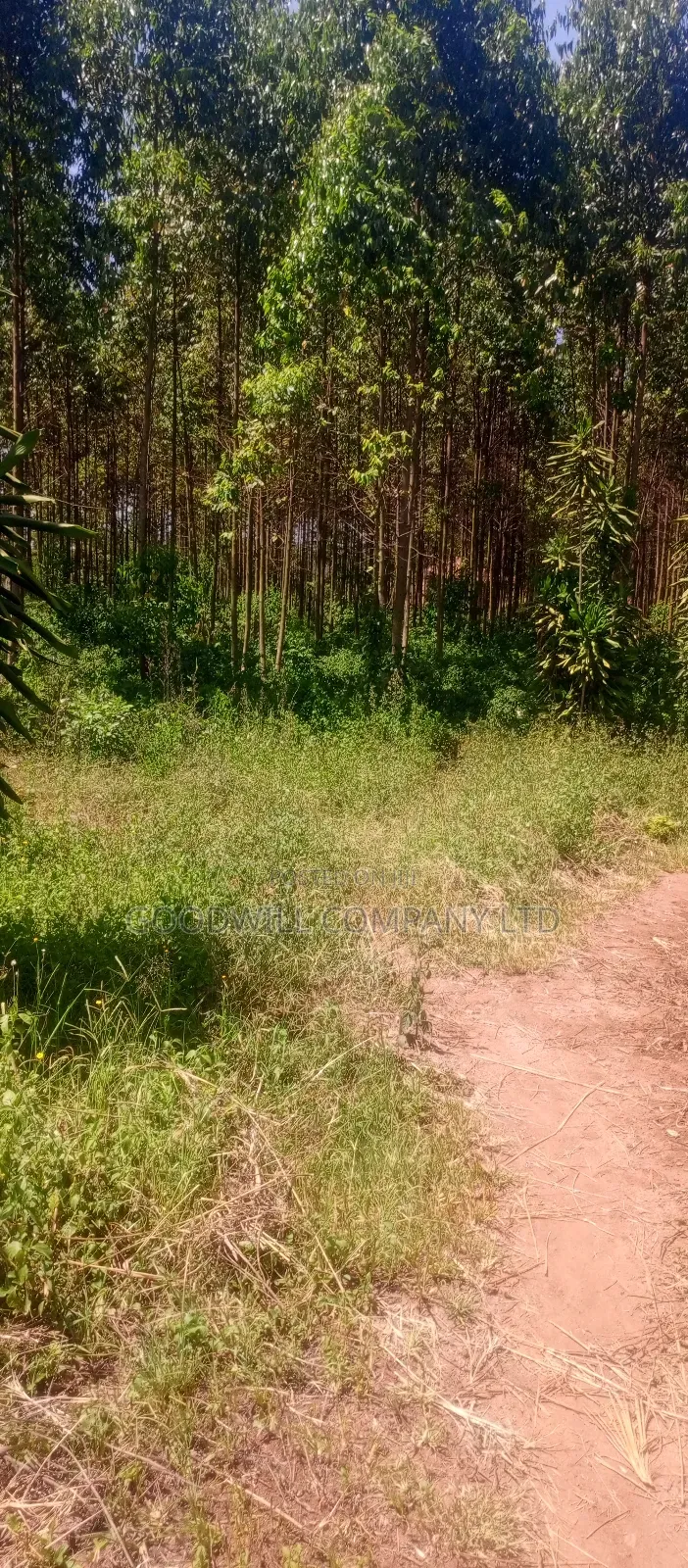 50*100 Plots in Namengo Kyabakade