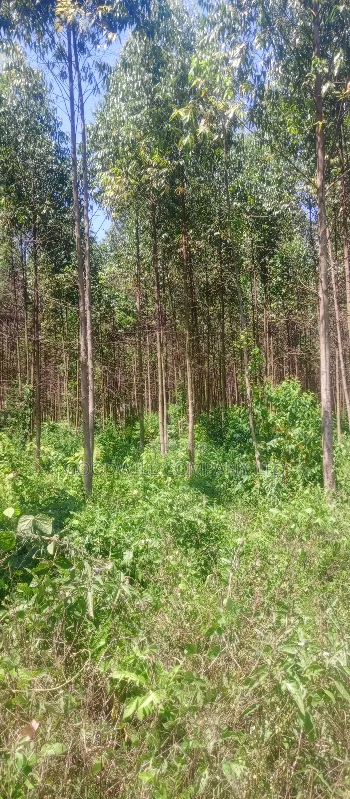 50*100 Plots in Namengo Kyabakade