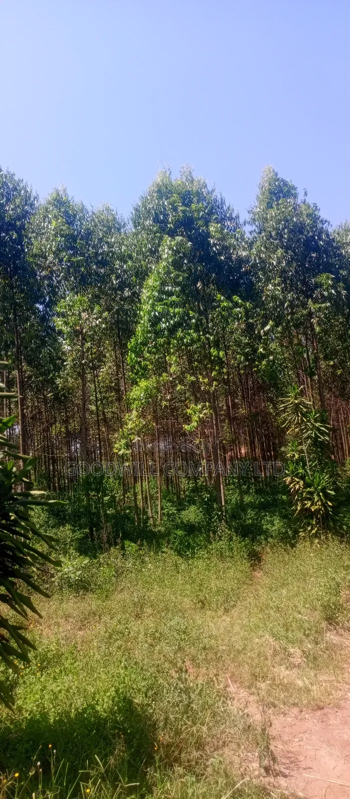 50*100 Plots in Namengo Kyabakade
